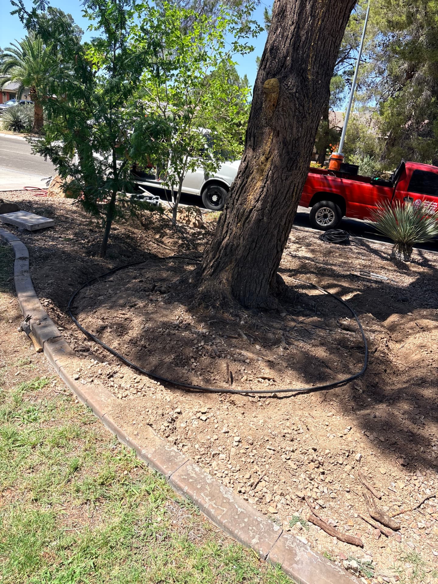 New drip irrigation line installed around a mature tree